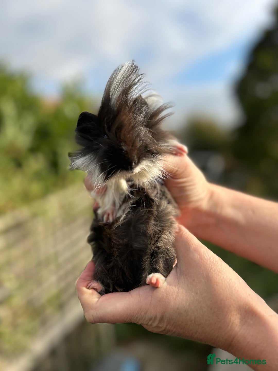 Guinea Pig rodents for sale: Stunning baby guinea pigs  - Image 2