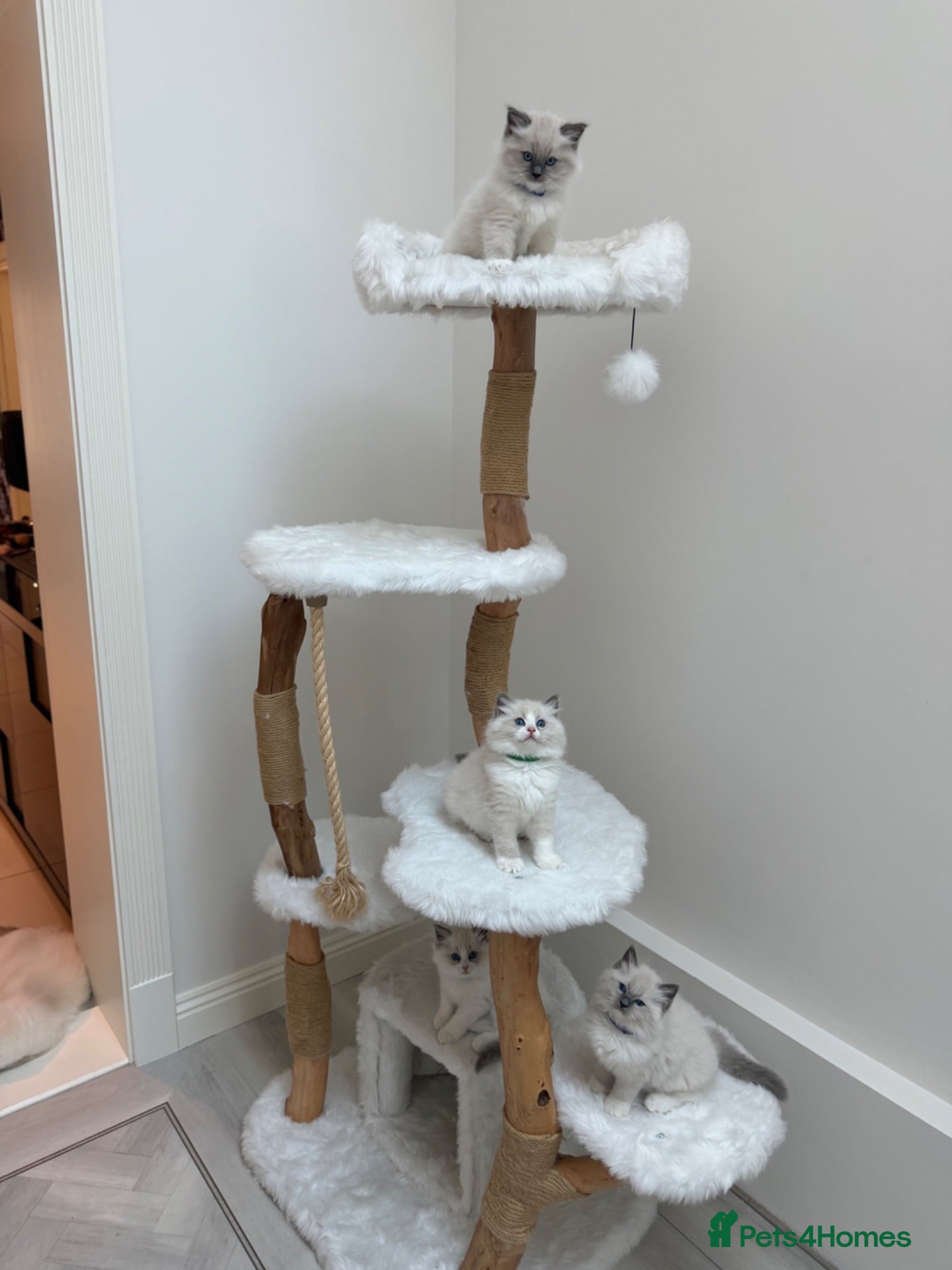 Ragdoll cats Surreys Finest & Fluffiest TICA Ragdoll Kitten  - Advert 1