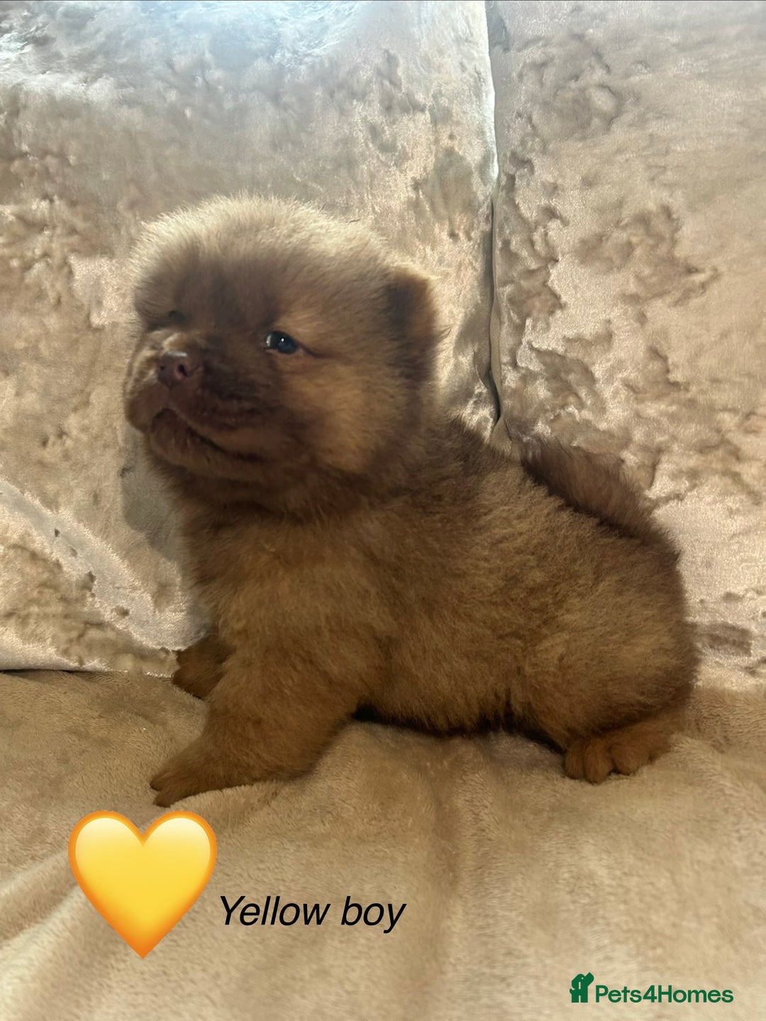 Chow Chow dogs for sale: Beautiful chow chow puppies 🥰 - Advert 5