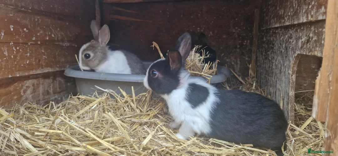 Dutch rabbits for sale: Diddy little Dutch buns- super friendly - M and F - Advert 23