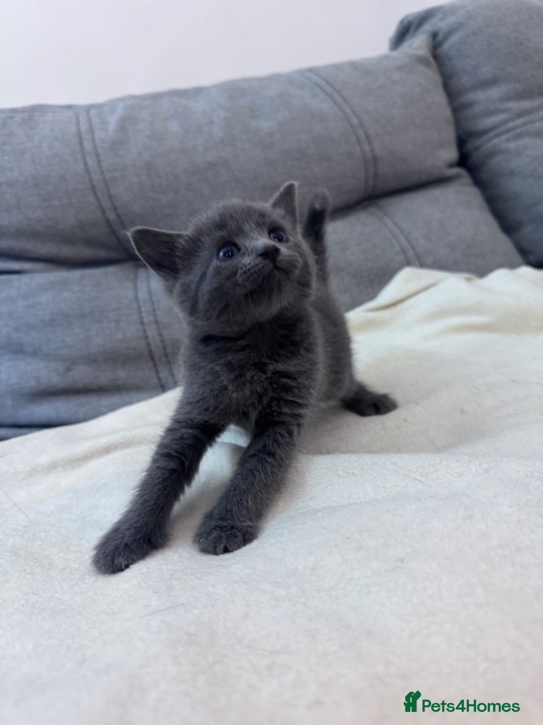 Mixed Breed cats for sale: Beautiful kittens looking new home 🐱🧡 - Advert 3