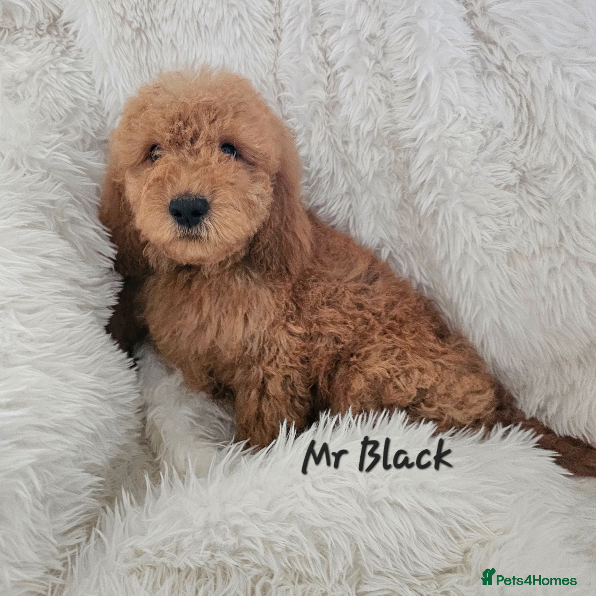 Mini Goldendoodle dogs Goldendoodle F1b Ready Now - Advert 1