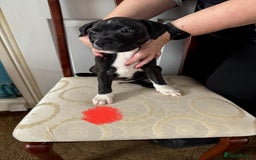 Staffordshire Bull Terrier dogs for sale: Staffordshire Bull Terrier Puppies - Image 13