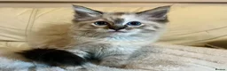 Ragdoll cats for sale: 3 stunning ragdoll girls available  - Advert 8