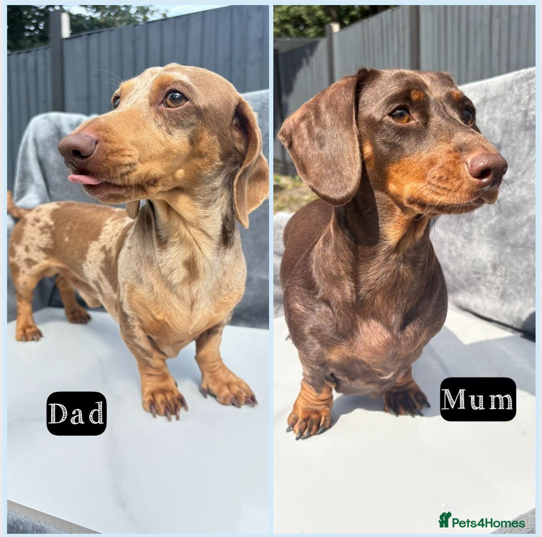 Miniature Dachshund dogs for sale: Ready to leave in 2 weeks - 7 miniature dachshunds - Image 8