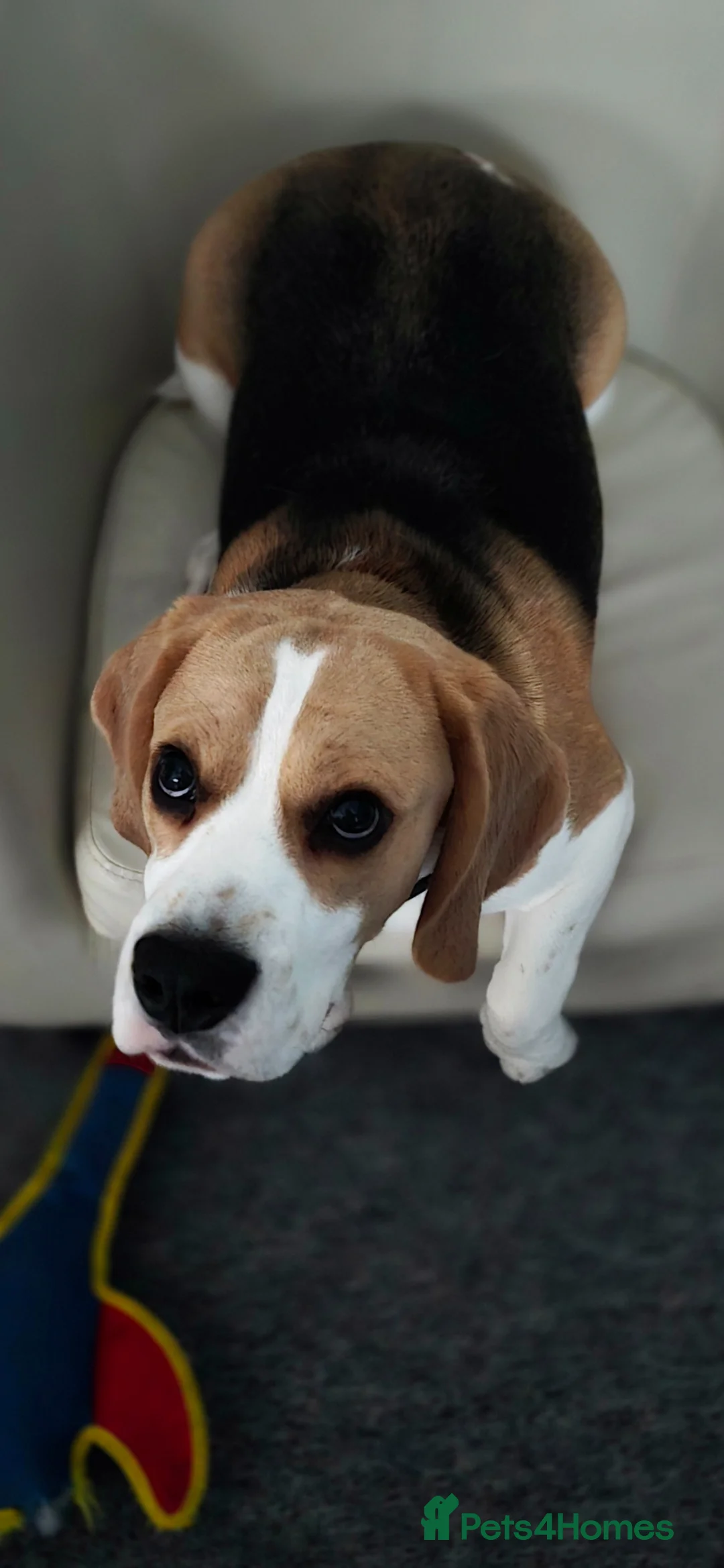 Beagle dogs for sale: 10 month male Beagle - Advert 3