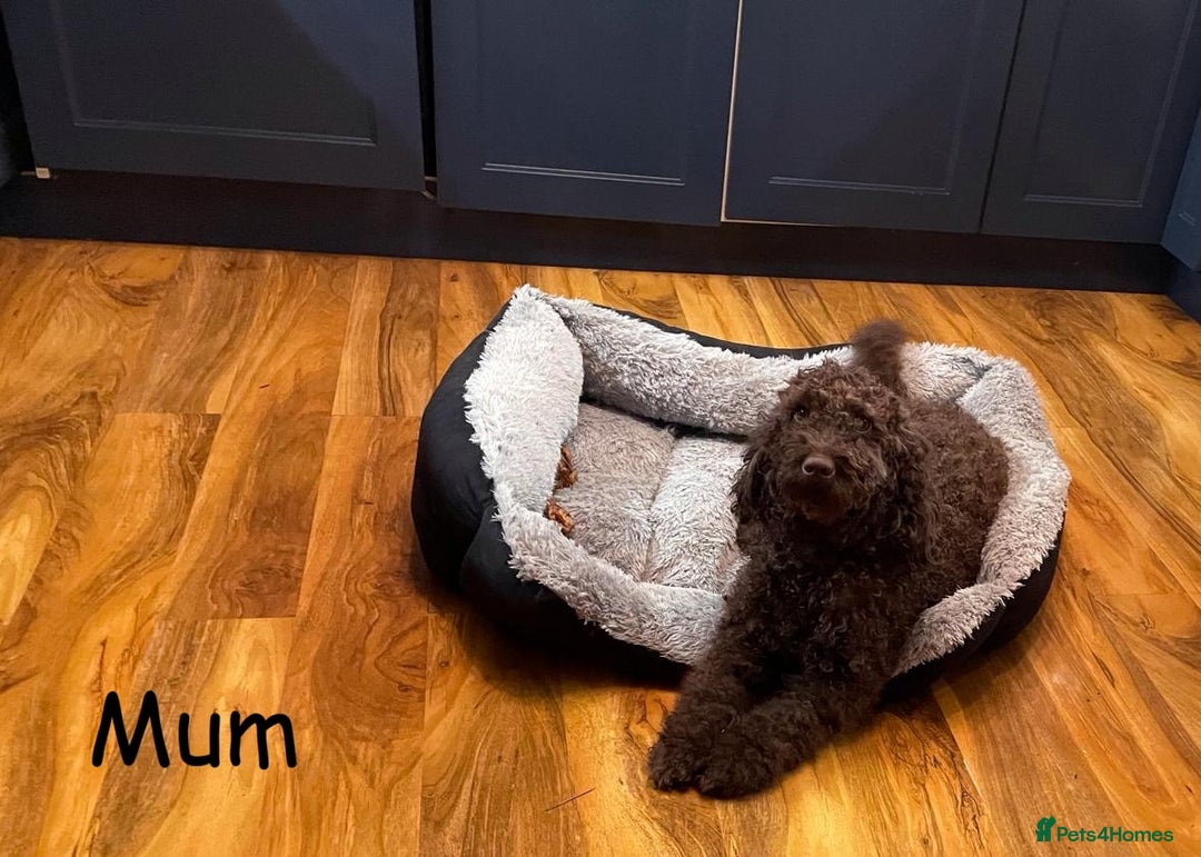 Cockapoo dogs for sale: Chocolate Cockapoo Puppies - PRICE REDUCED - Image 10