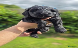 Australian Labradoodle dogs for sale: Reduced-Multigen Aussie Labradoodles curly/nonshed - Image 25