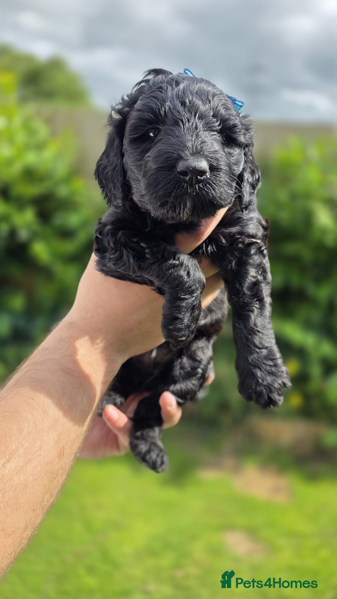 Australian Labradoodle dogs for sale: Reduced-Multigen Aussie Labradoodles curly/nonshed - Image 25