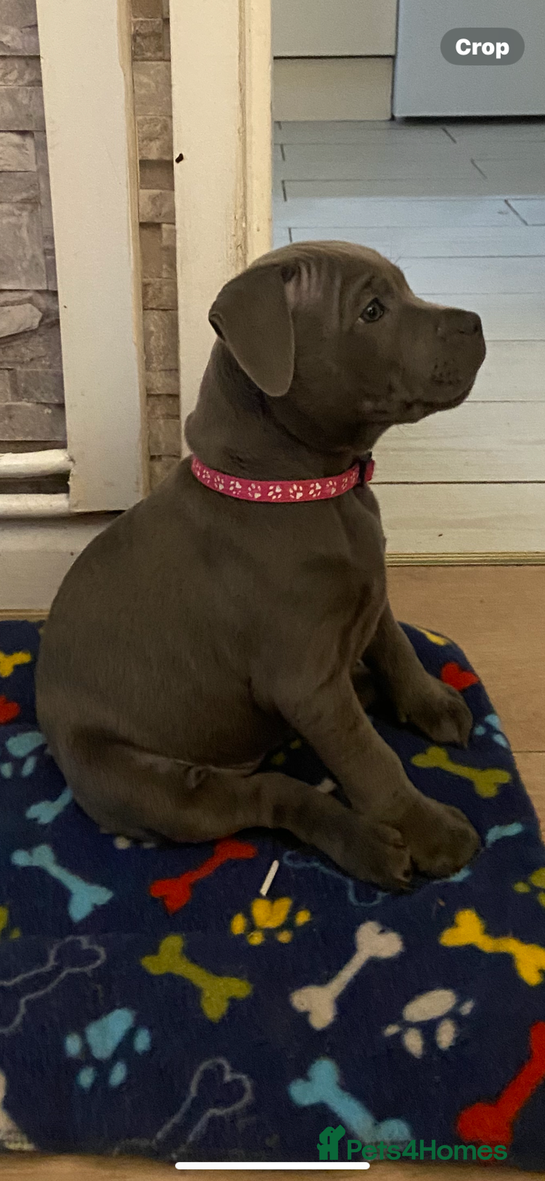 Staffordshire Bull Terrier dogs for sale: solid blues - Image 2