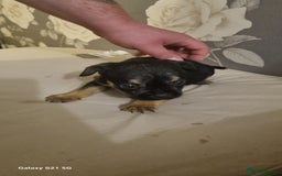 Mixed Breed dogs for sale: 4 french bulldog x boarder terror girls  - Image 7
