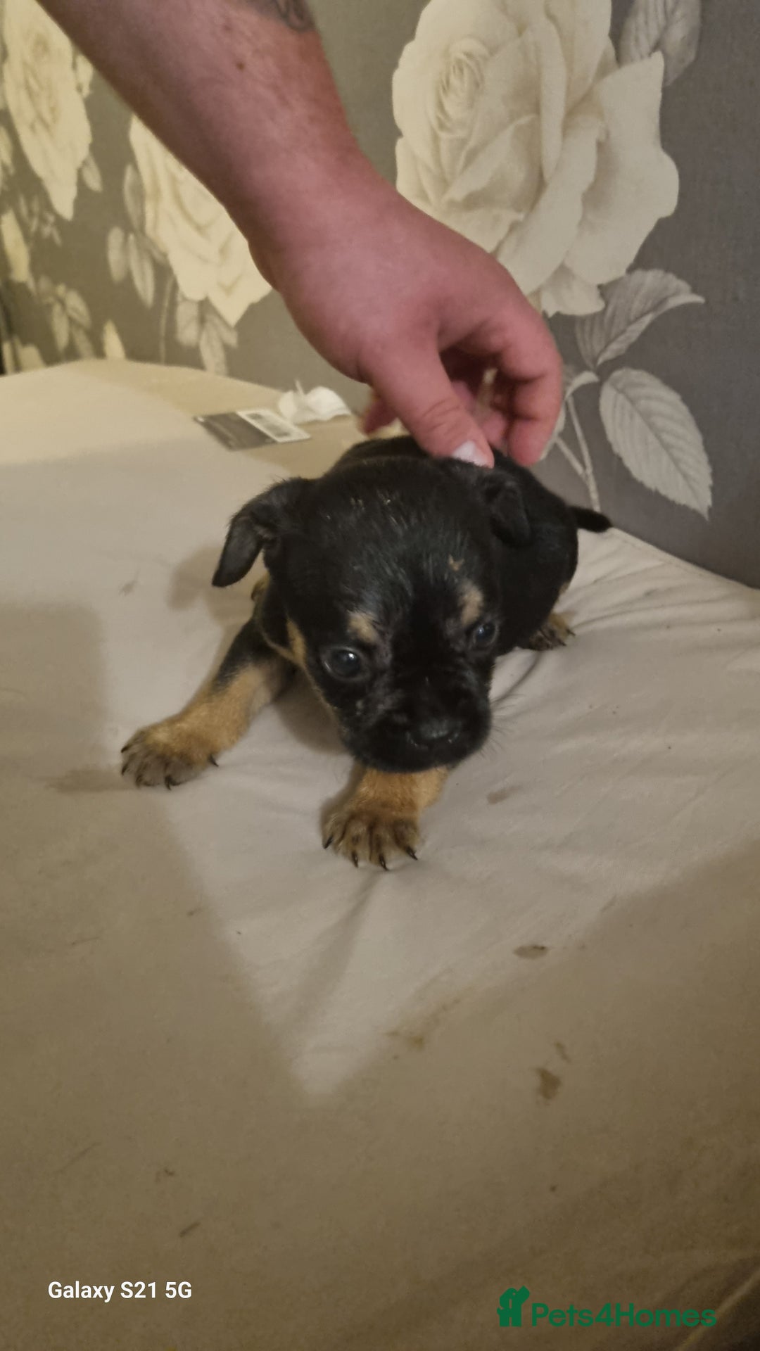Mixed Breed dogs for sale: 4 french bulldog x boarder terror girls  - Image 7
