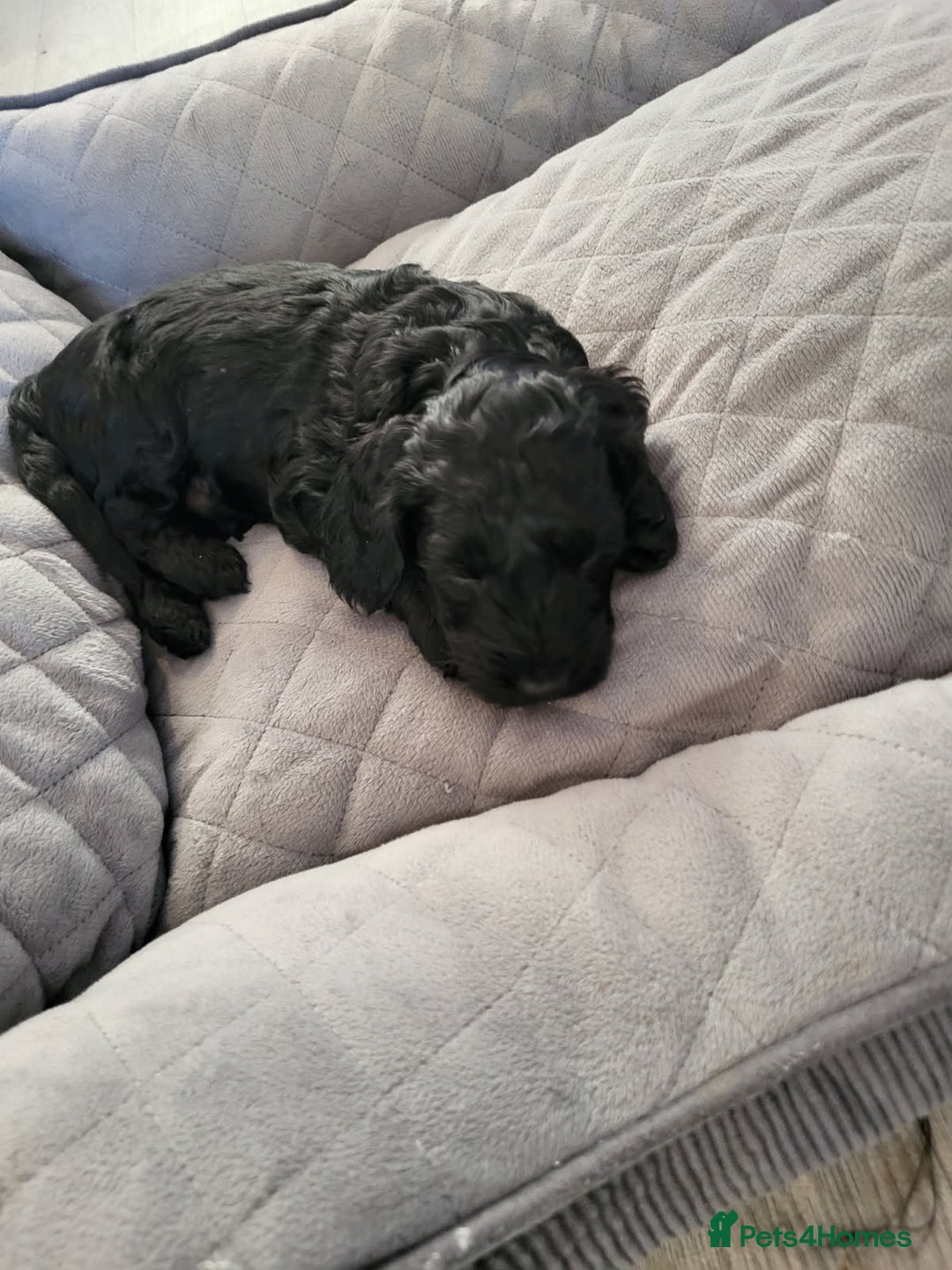 Cockapoo dogs for sale: 1 LEFT Toy f1b cokapoos🐶🐶 - Advert 32