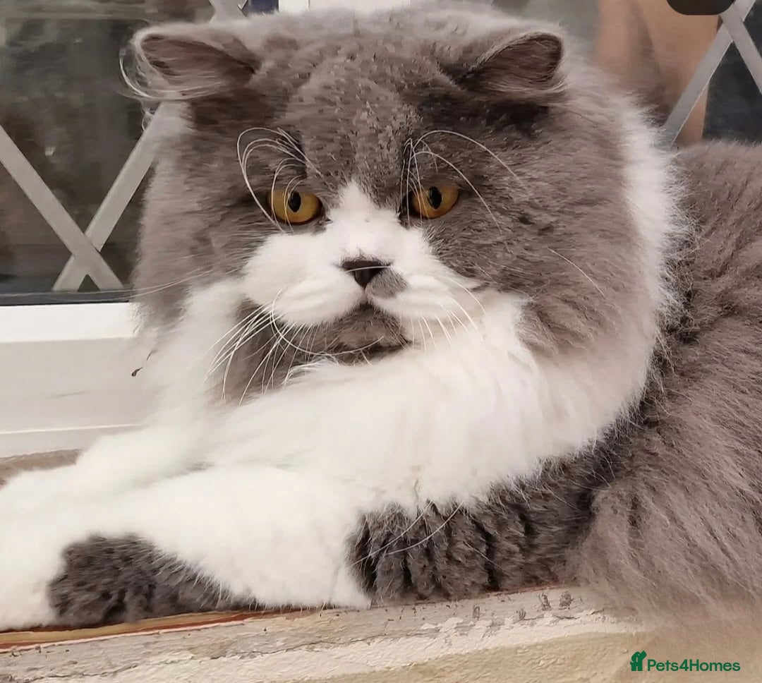 British Longhair cats for sale: Quadruple Grand Champion British Longhair Male - Image 7