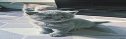 Scottish Fold cats for sale: Scottish Fold/ Straight kittens  in Ripon - Advert 27