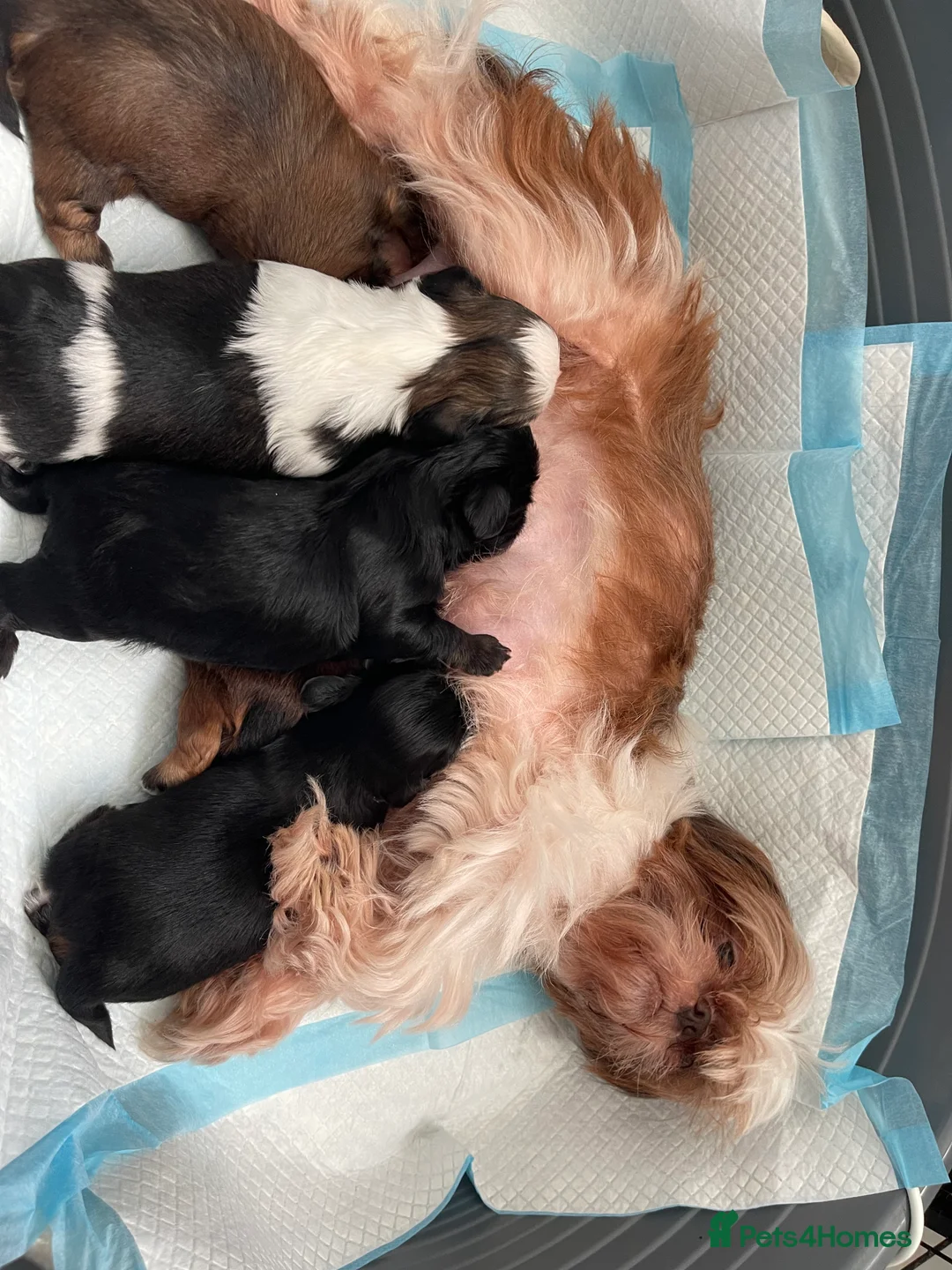 Shih Tzu dogs for sale: Imperial Shih Tzu babies  - Advert 2