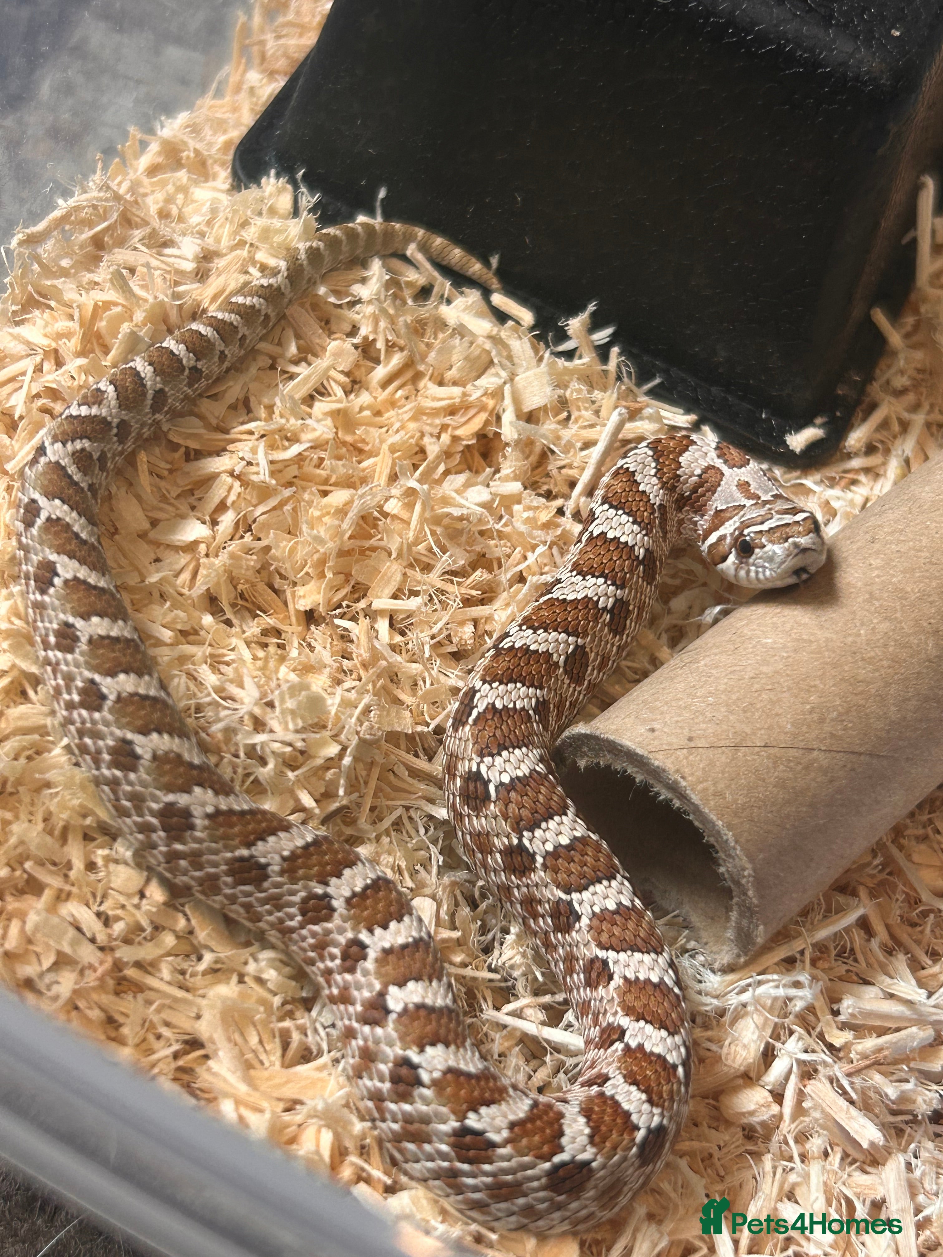 Snake reptiles Hognose snake in Halesworth - Advert 1