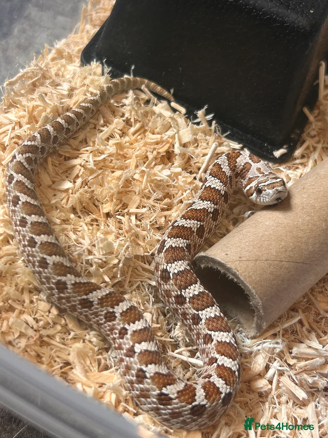 Snake reptiles for sale: Hognose snake in Halesworth - Advert 1