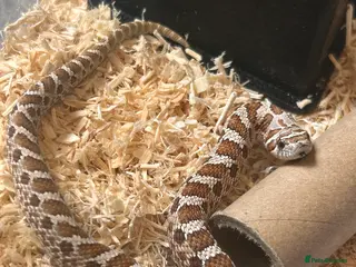 Snake reptiles Hognose snake in Halesworth - Advert 1