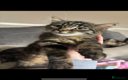 British Longhair cats for sale: Kittens for sale  - Image 9