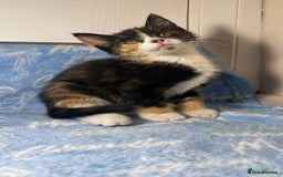 Mixed Breed cats for sale: 3 Lovely Kittens - Image 18