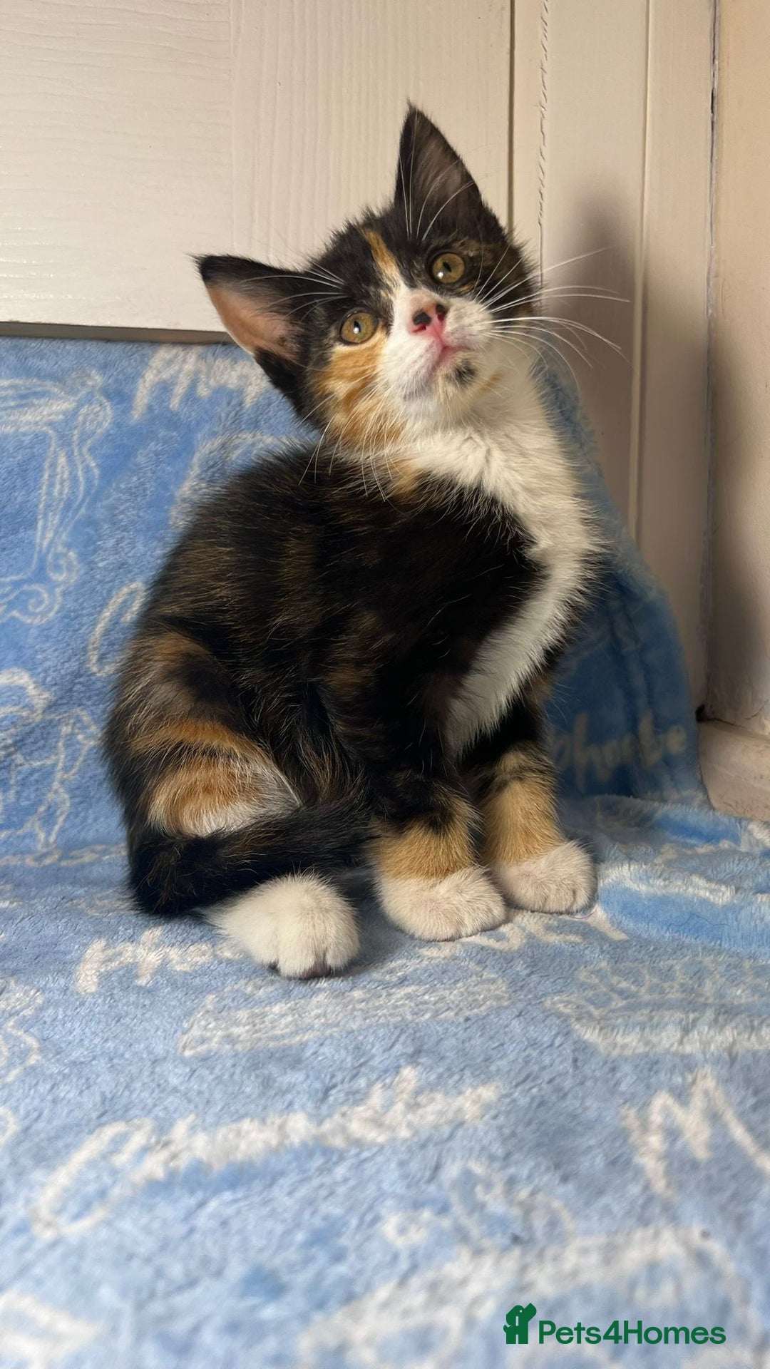 Mixed Breed cats for sale: 3 Lovely Kittens - Image 18