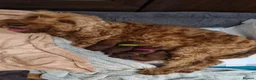Cockapoo dogs for sale: Cockapoo f1b 5 boys  - Advert 9