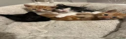 Domestic Shorthair cats for sale: 4 beautiful kittens looking for their home.  - Advert 16