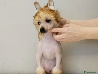 Chinese Crested dogs in Crewe - Advert 2
