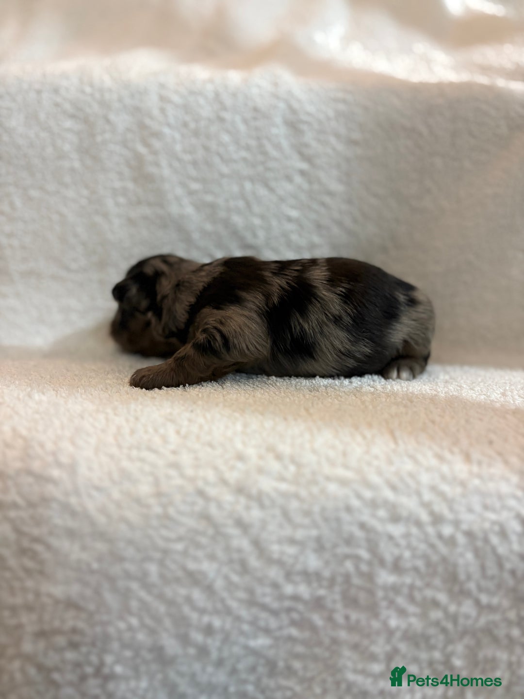 Yorkshire Terrier dogs for sale: Yorkshire terrier, terrier cross puppies - Advert 13