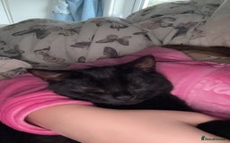 Domestic Shorthair cats for sale: Bonded  male cats  - Image 7