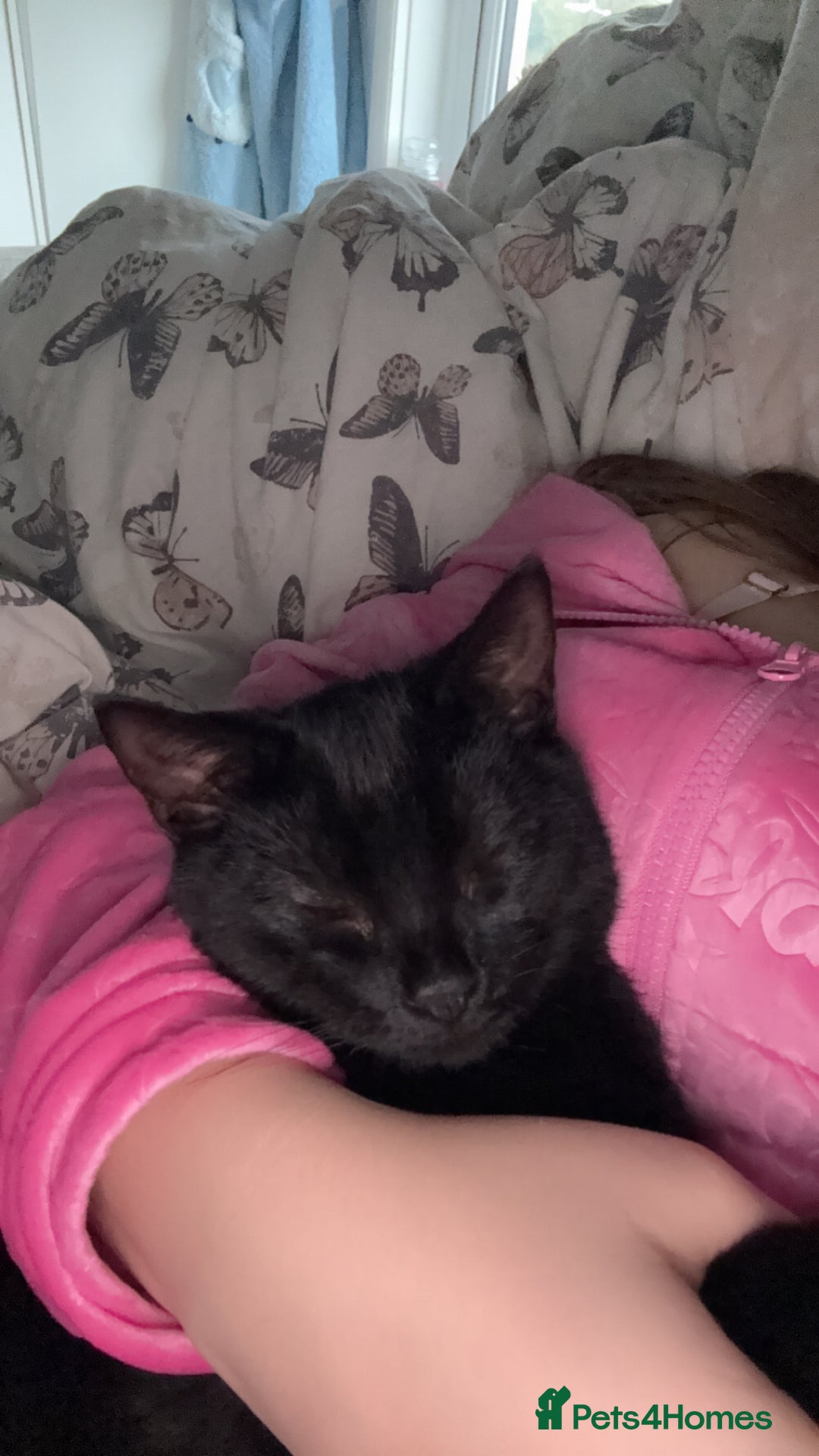 Domestic Shorthair cats for sale: Bonded  male cats  - Image 7