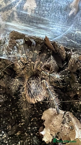 Tarantulas invertebrates - Advert 1