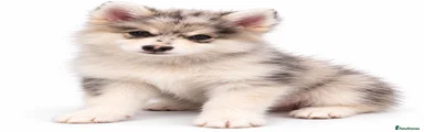 Pomsky 9