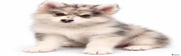 Pomsky dogs for sale: Pomsky Puppies  in Ormskirk - Advert 2