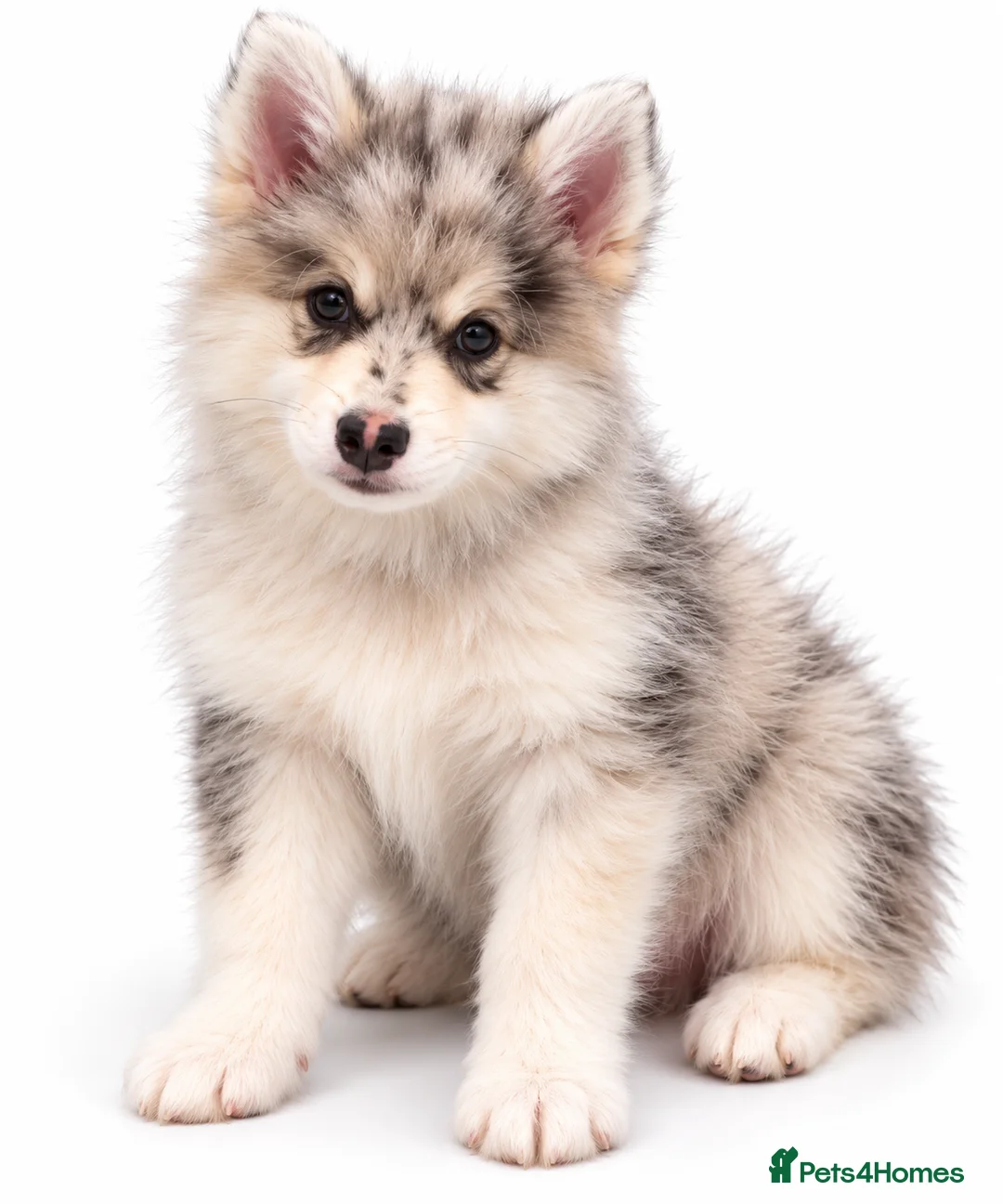 Pomsky dogs for sale: Pomsky Puppies  in Ormskirk - Advert 2