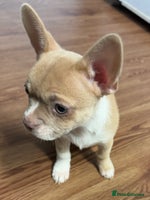 Mixed Breed dogs - Advert 13