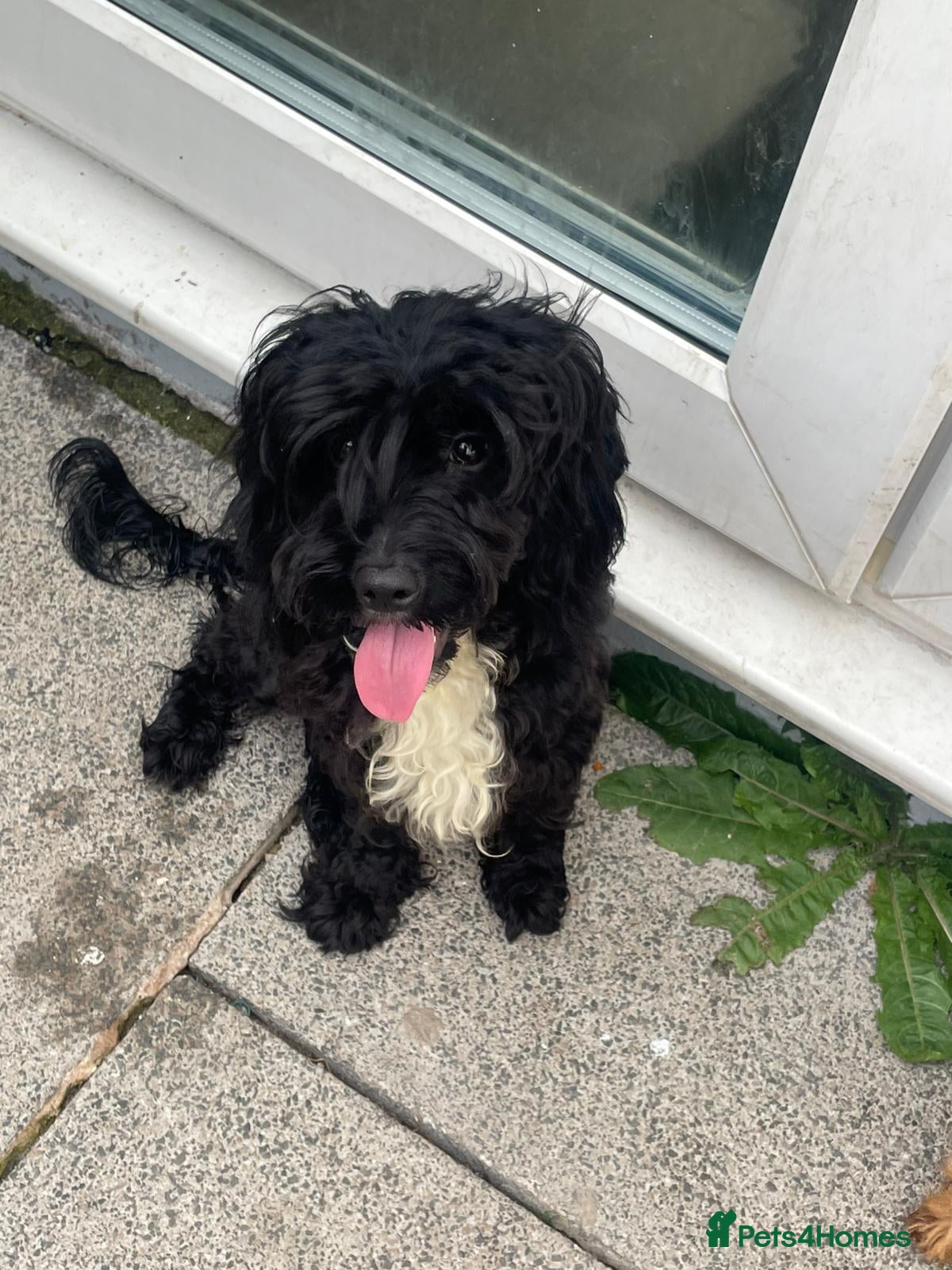 Cavapoo dogs Lovely Black Cavapoo available - Advert 15