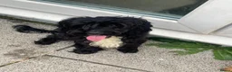 Cavapoo dogs for sale: Lovely Black Cavapoo available - Advert 1