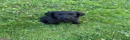 Labradoodle dogs for sale: Miniature labradoodles  - Advert 2