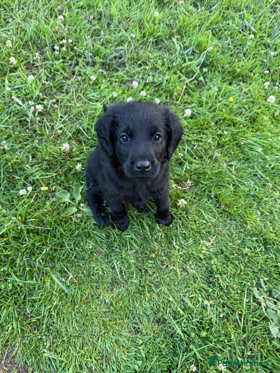 Labradoodle dogs for sale: Miniature labradoodles  - Advert 2