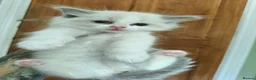 Ragdoll cats for sale: Beautiful kittens - Advert 9