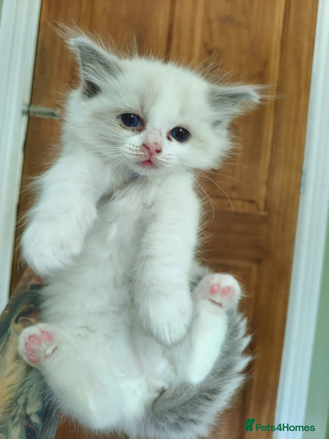 Ragdoll cats for sale: Beautiful kittens - Advert 9