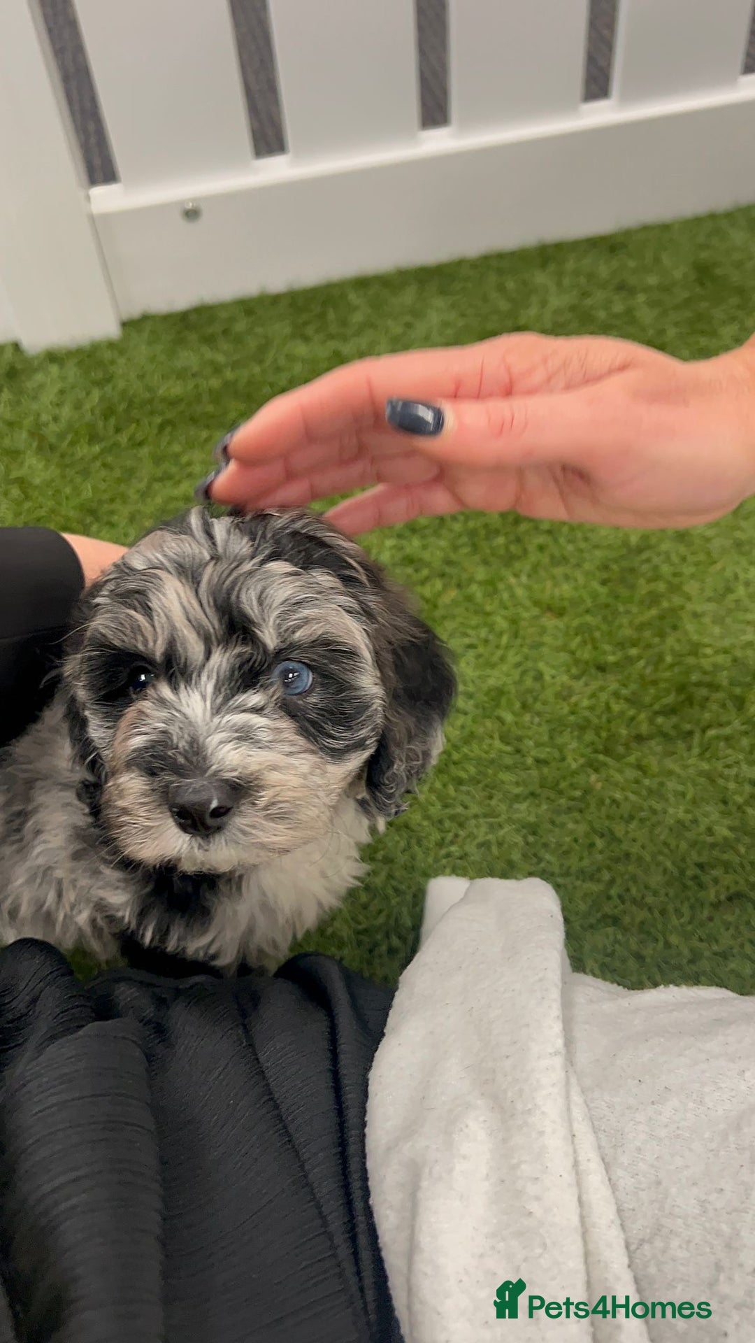 Goldendoodle dogs for sale: 🐶 Stunning goldendoodle puppies 🐶 - Image 3
