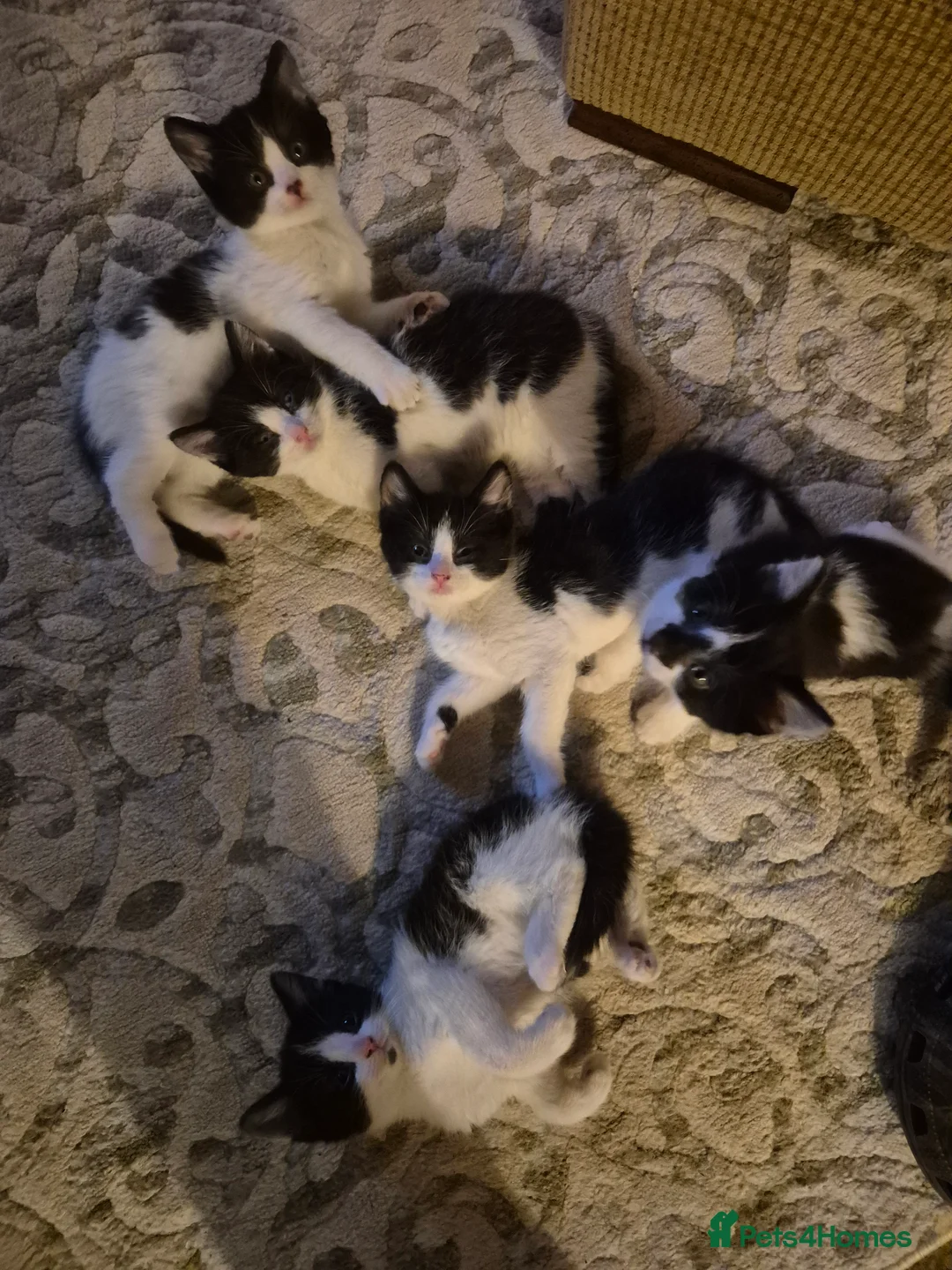 Mixed Breed cats for sale: 2 girls 3 boys kittens  - Advert 2