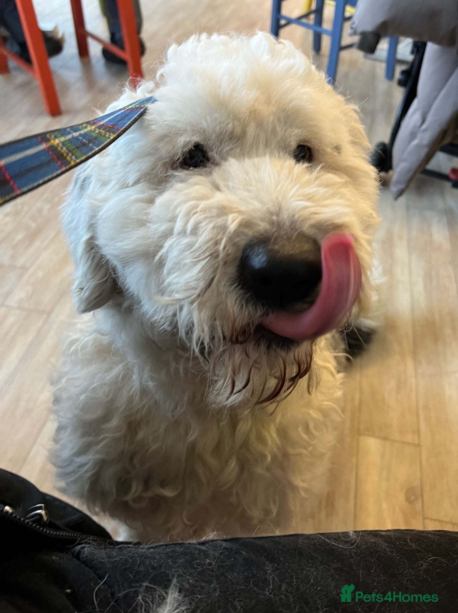 Old English Sheepdog dogs KC Registered Old English Sheepdog puppies - Advert 1