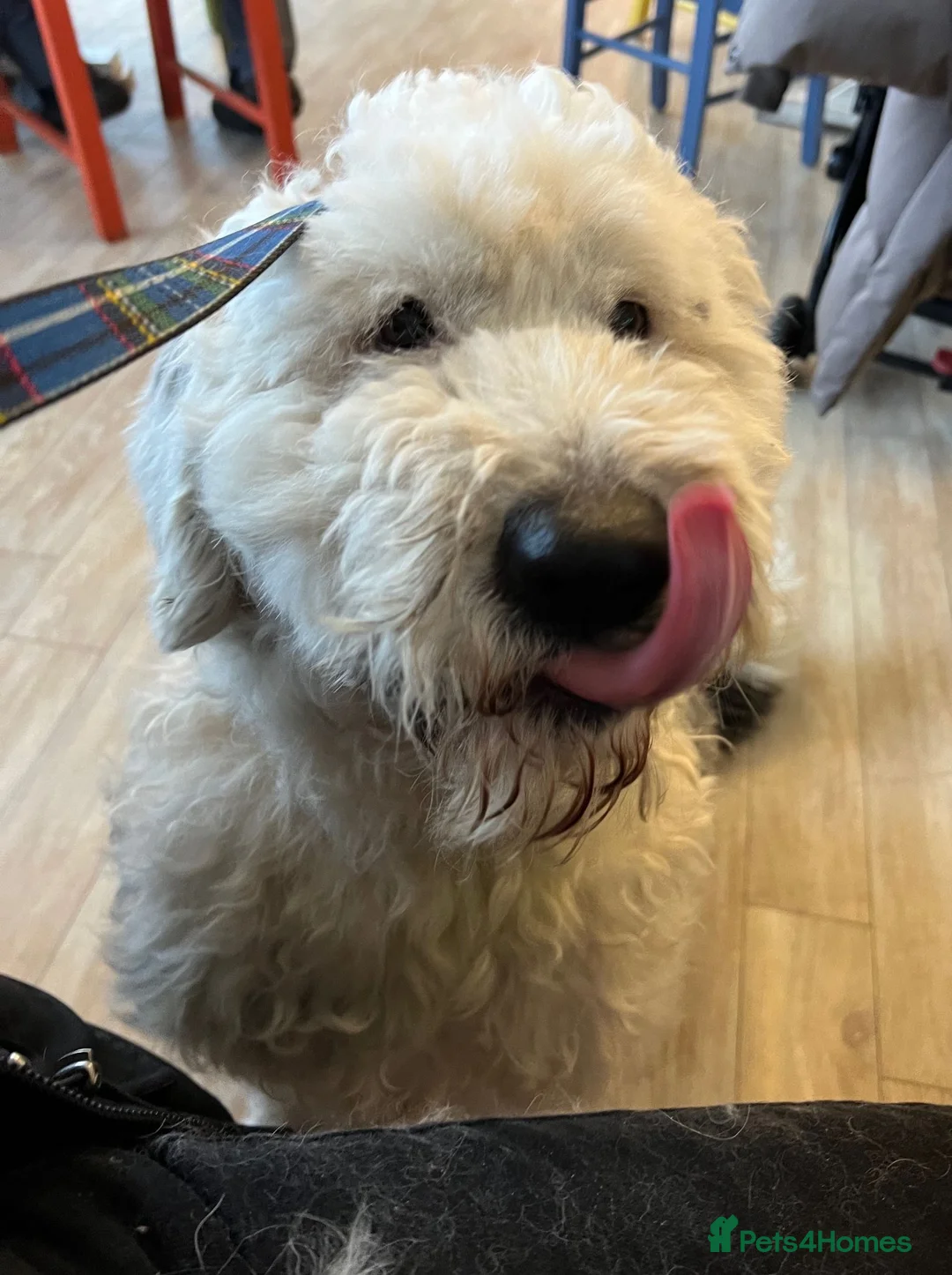 Old English Sheepdog dogs for sale: KC Registered Old English Sheepdog puppies in Cowbridge - Advert 1