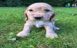 Cocker Spaniel dogs for sale: BEAUTIFUL KC SHOW TYPE COCKER SPANIELS  - Image 15