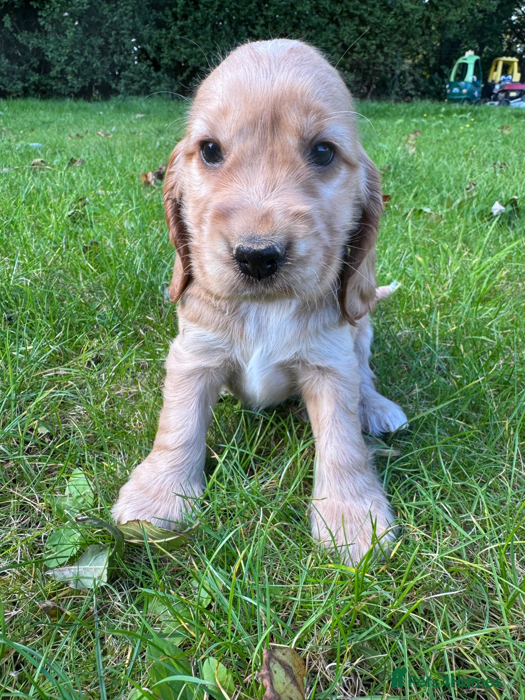 Cocker Spaniel dogs for sale: BEAUTIFUL KC SHOW TYPE COCKER SPANIELS  - Image 15