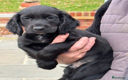 Cocker Spaniel dogs for sale: Cocker spaniel puppies - Image 1